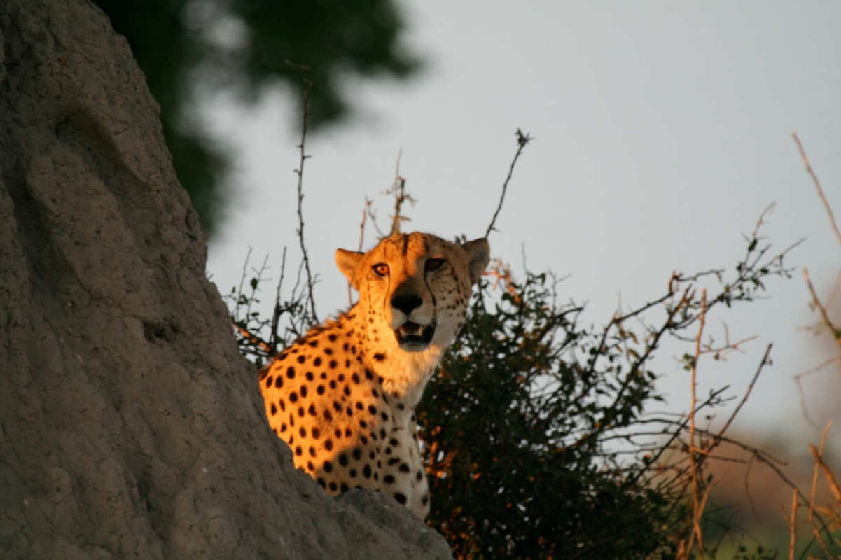 Okavango Delta
