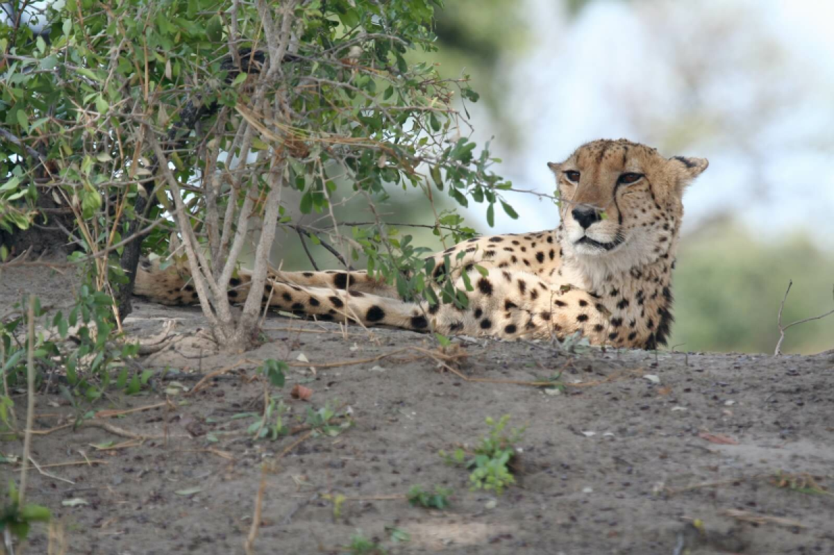 Okavango Delta