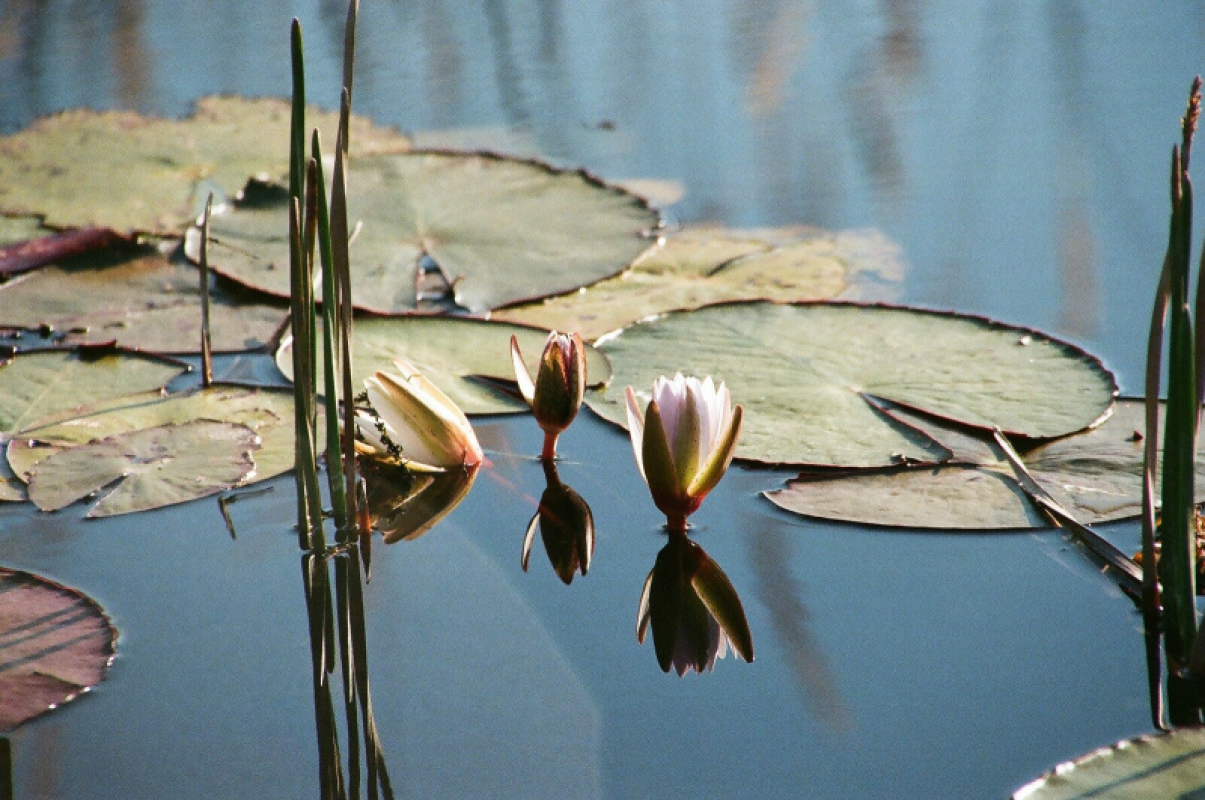 Okavango Delta