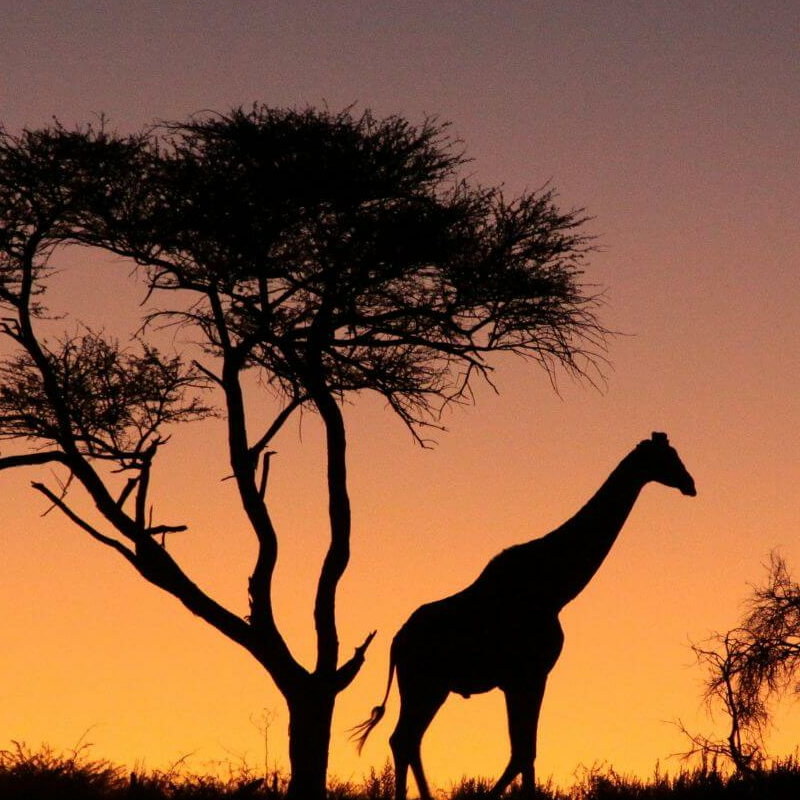Okonjima
