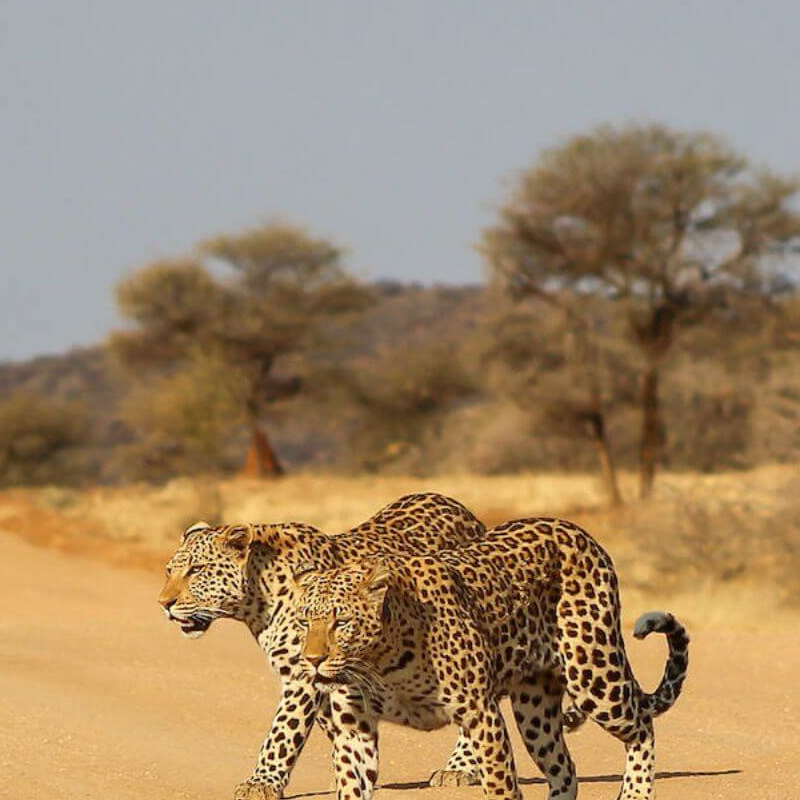 Okonjima