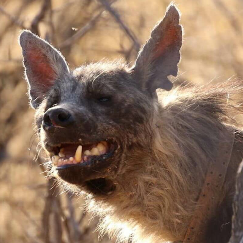 Okonjima