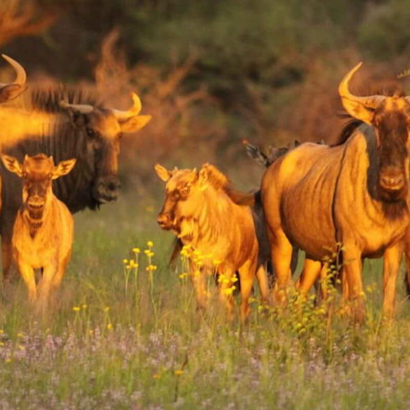 Okonjima
