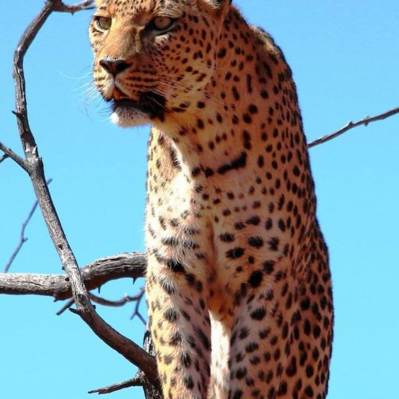 Okonjima