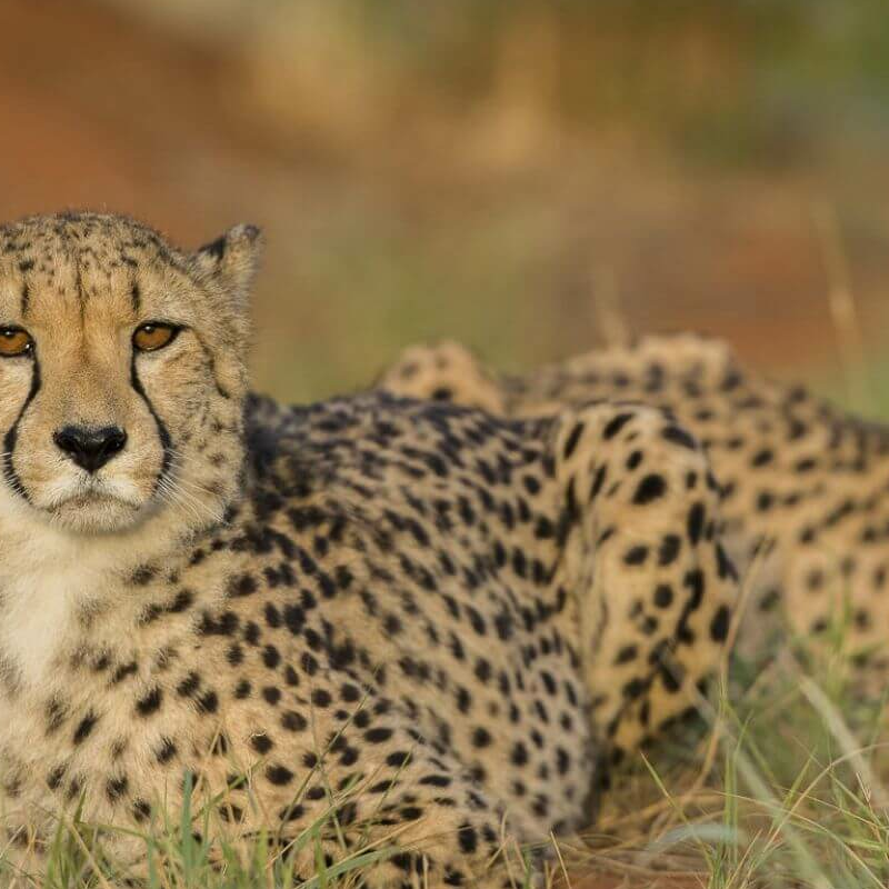 Okonjima