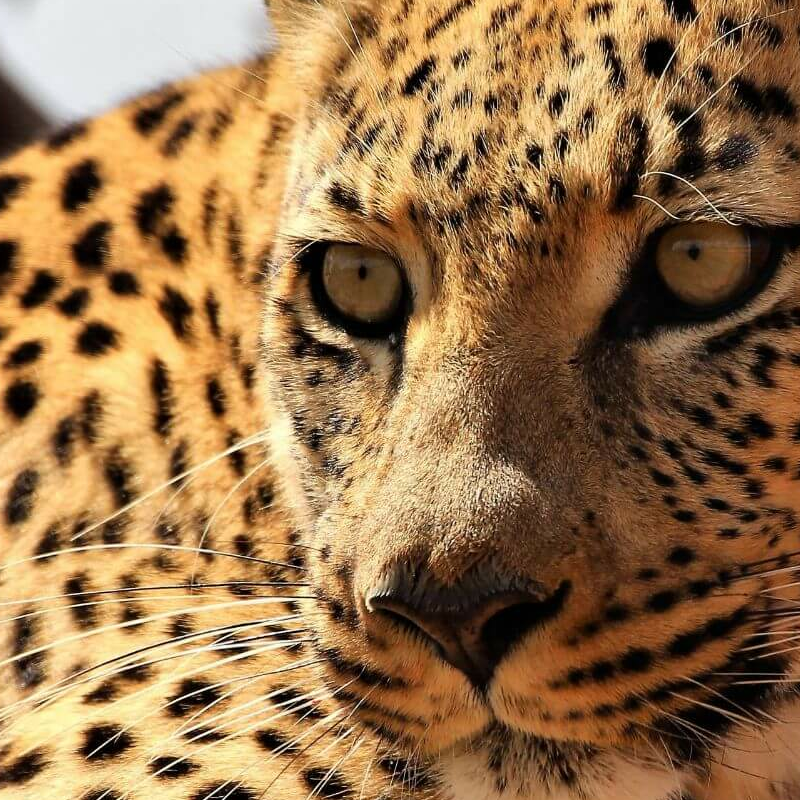 Okonjima