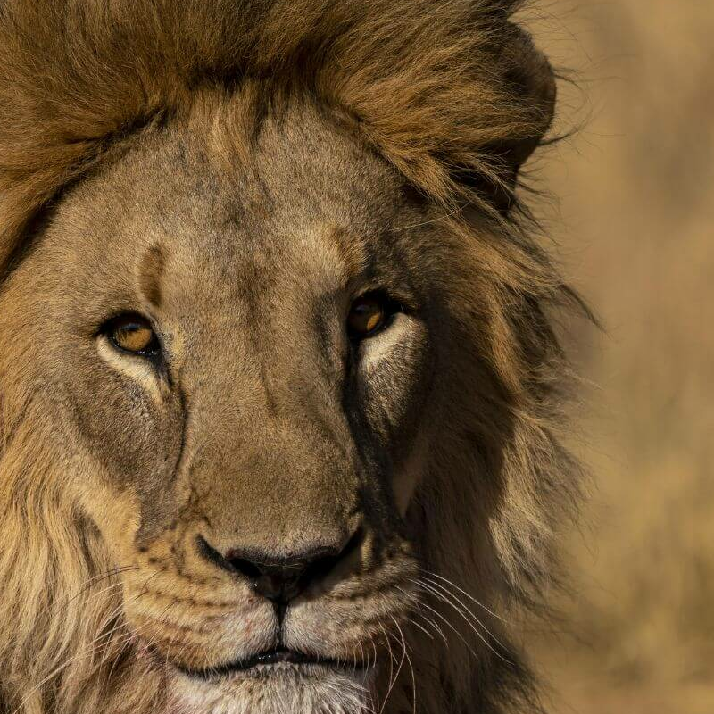 Okonjima