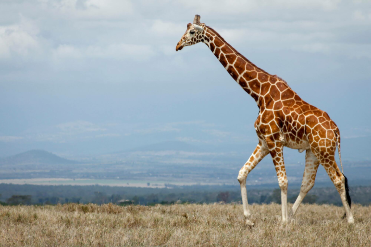 Ol Pejeta