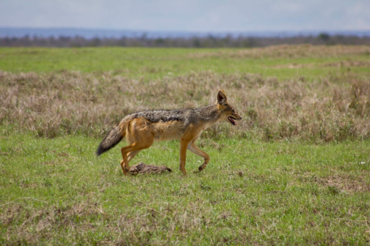 Ol Pejeta