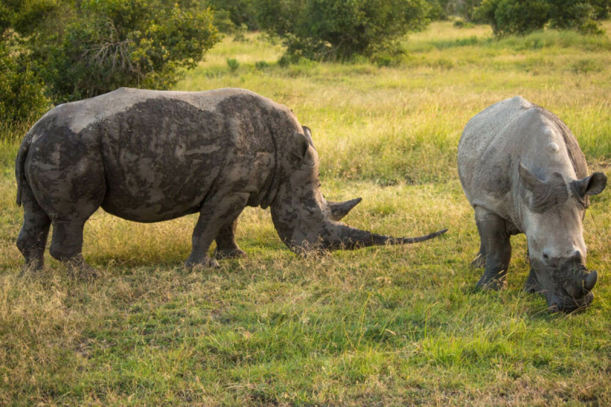 Ol Pejeta