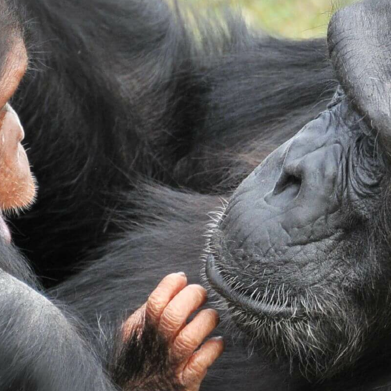 Ol Pejeta