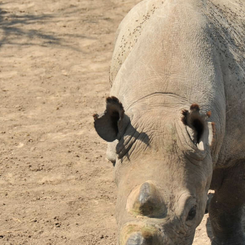 Ol Pejeta