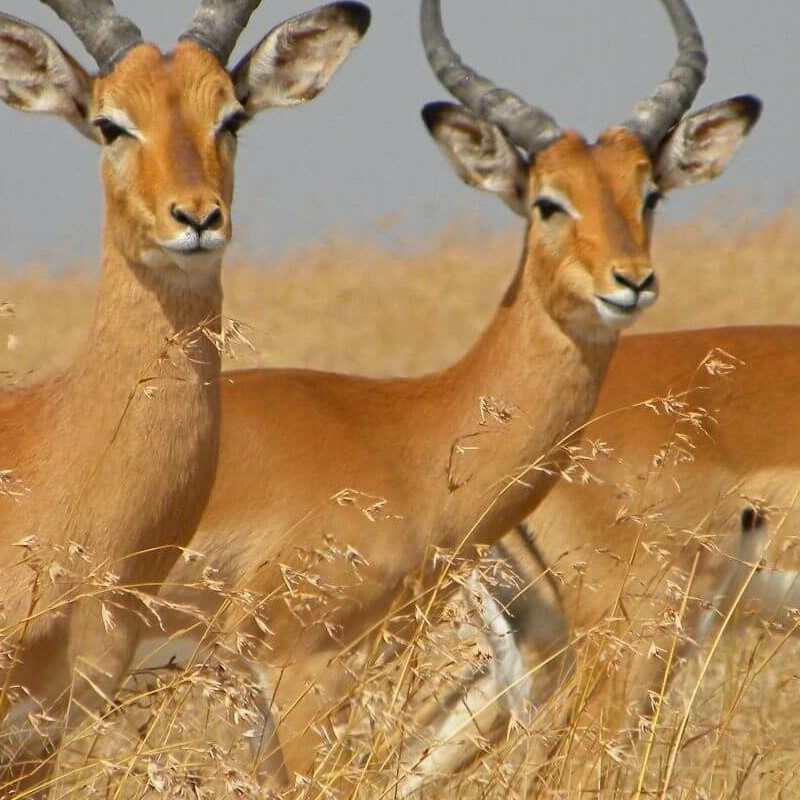 Ol Pejeta