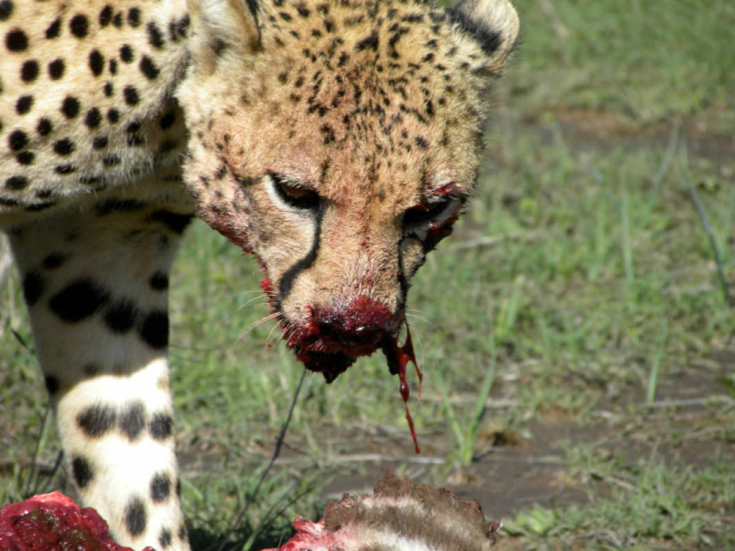 Ol Pejeta