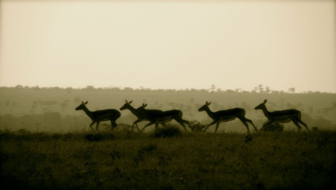 Ol Pejeta