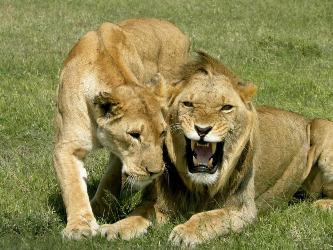Ol Pejeta