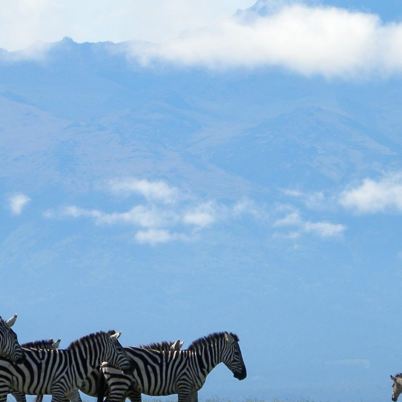 Ol Pejeta