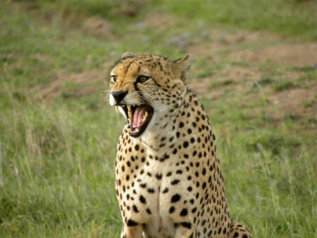 Ol Pejeta