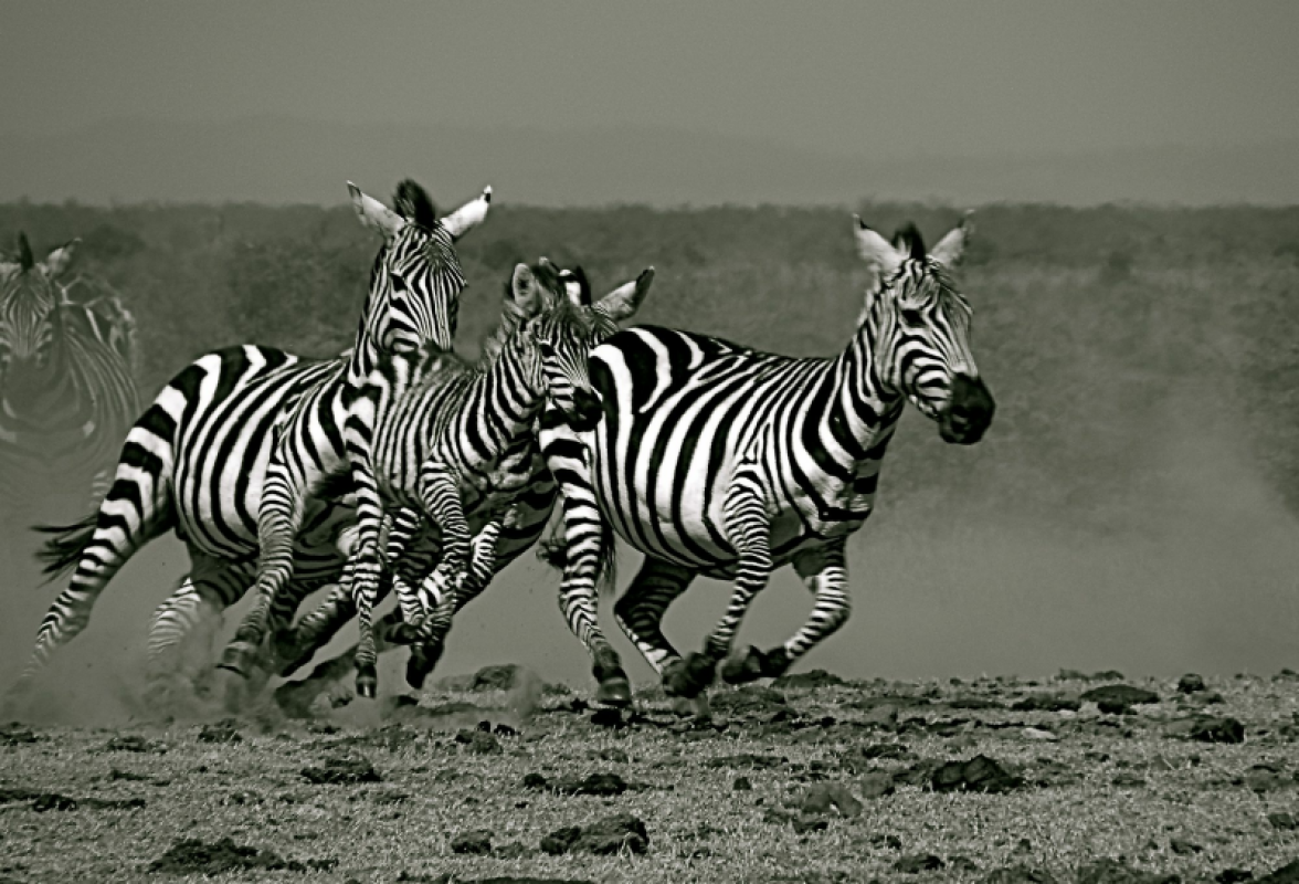Ol Pejeta