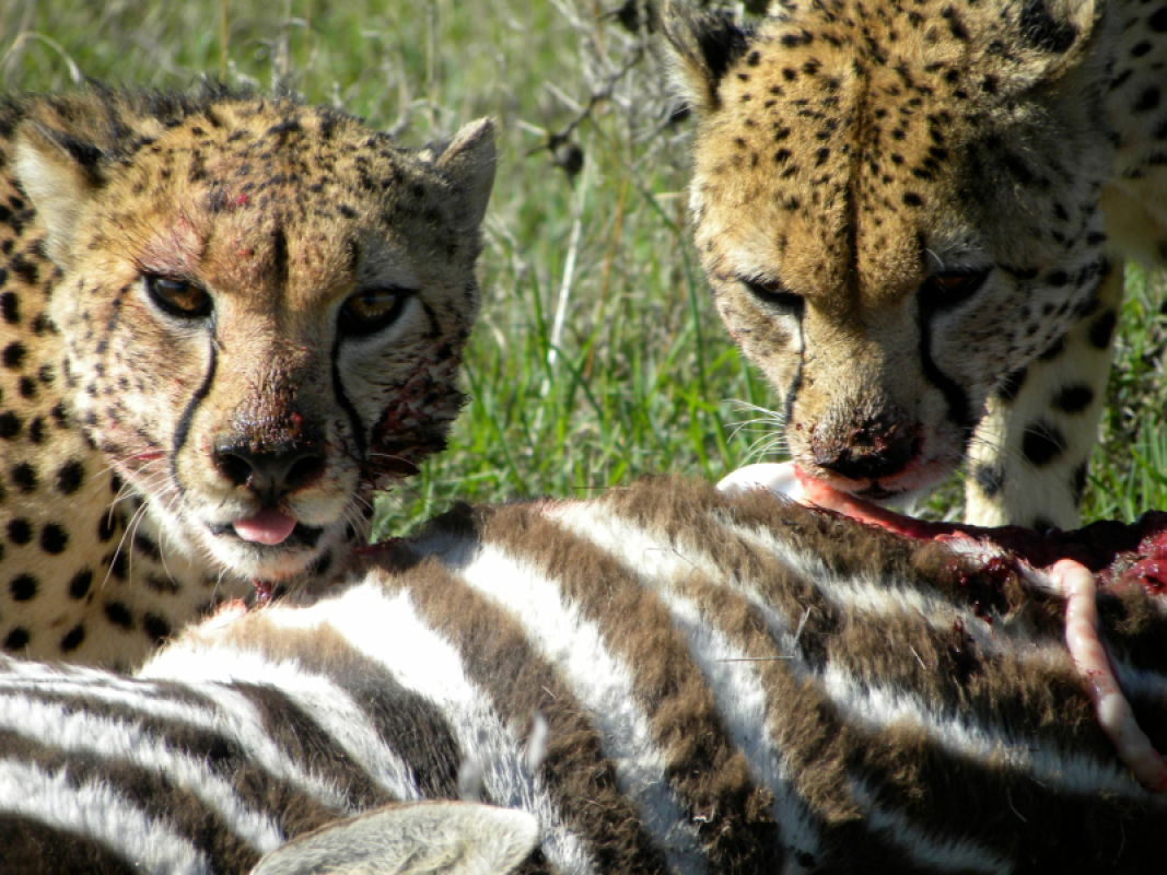 Ol Pejeta