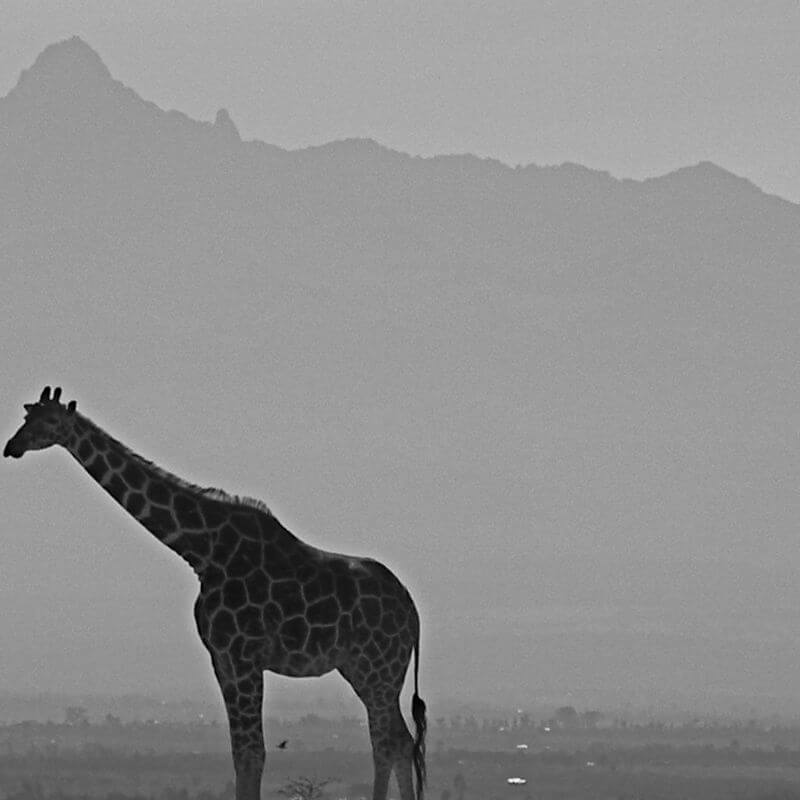 Ol Pejeta