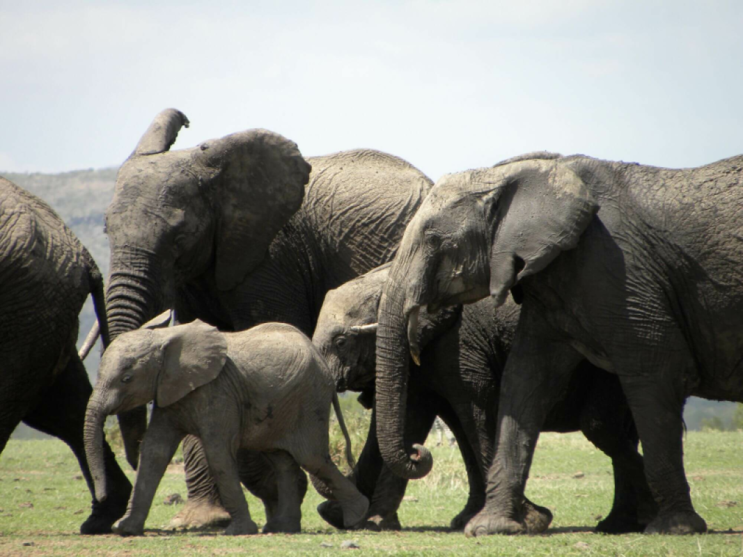 Ol Pejeta