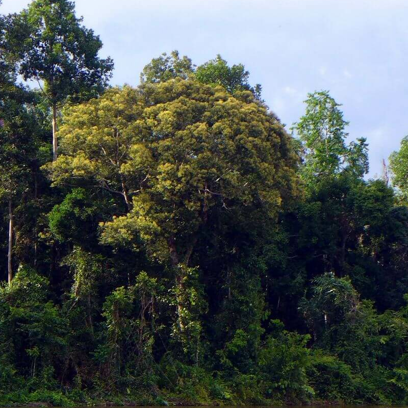 Palangkaraya