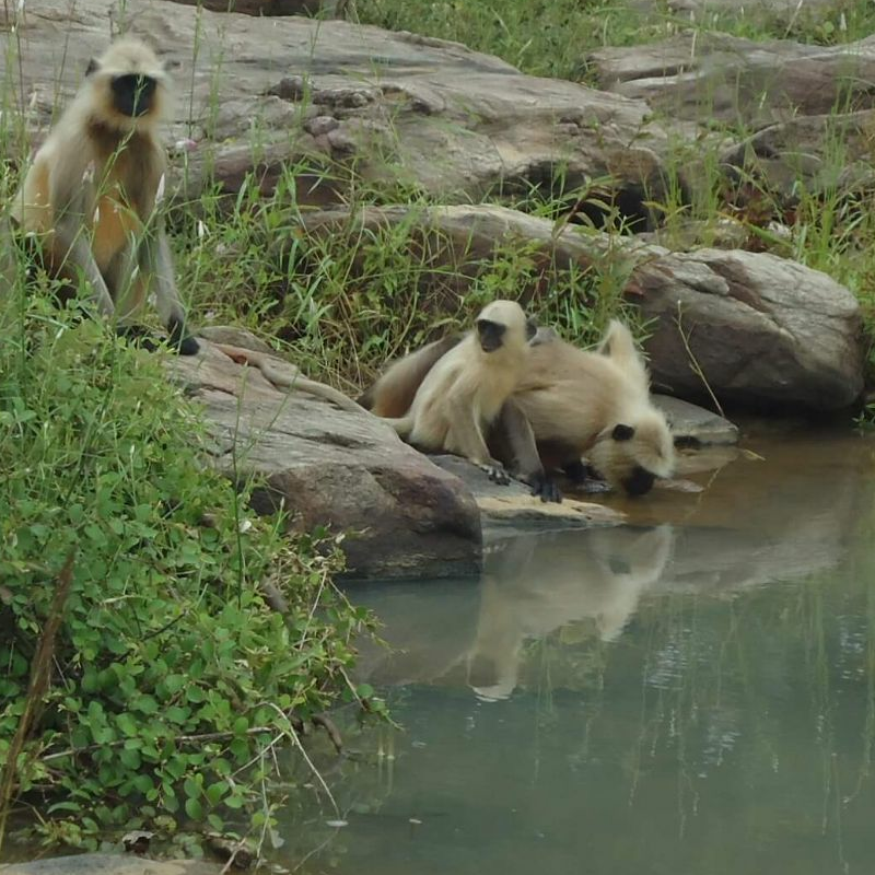 Panna-Nationalpark
