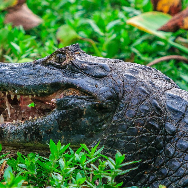 Pantanal