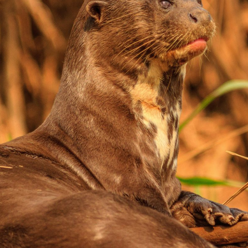 Pantanal