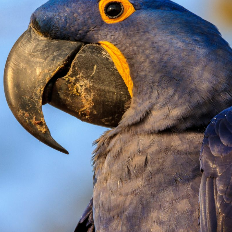 Pantanal