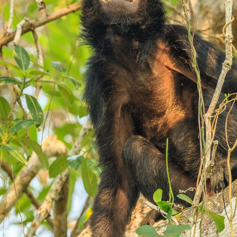 Pantanal