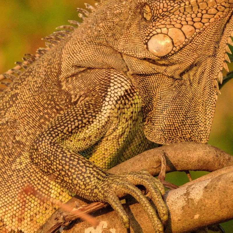 Pantanal