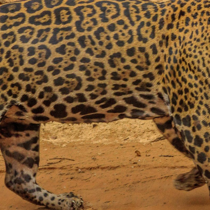 Pantanal
