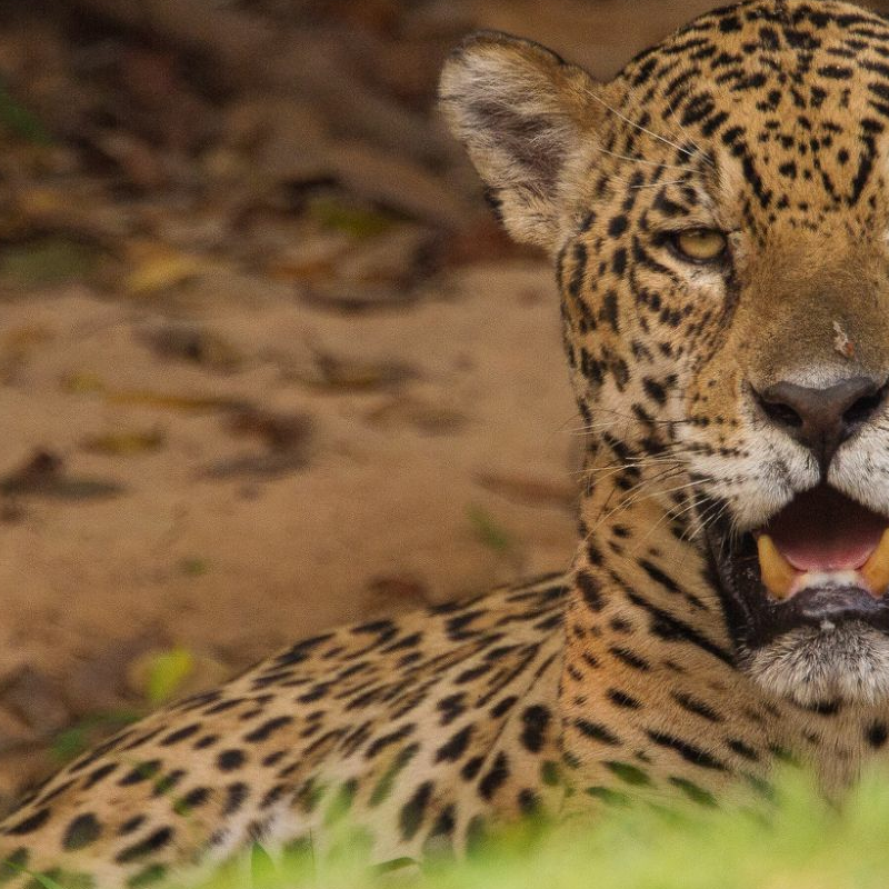 Pantanal