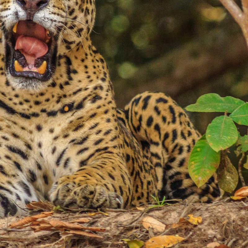 Pantanal