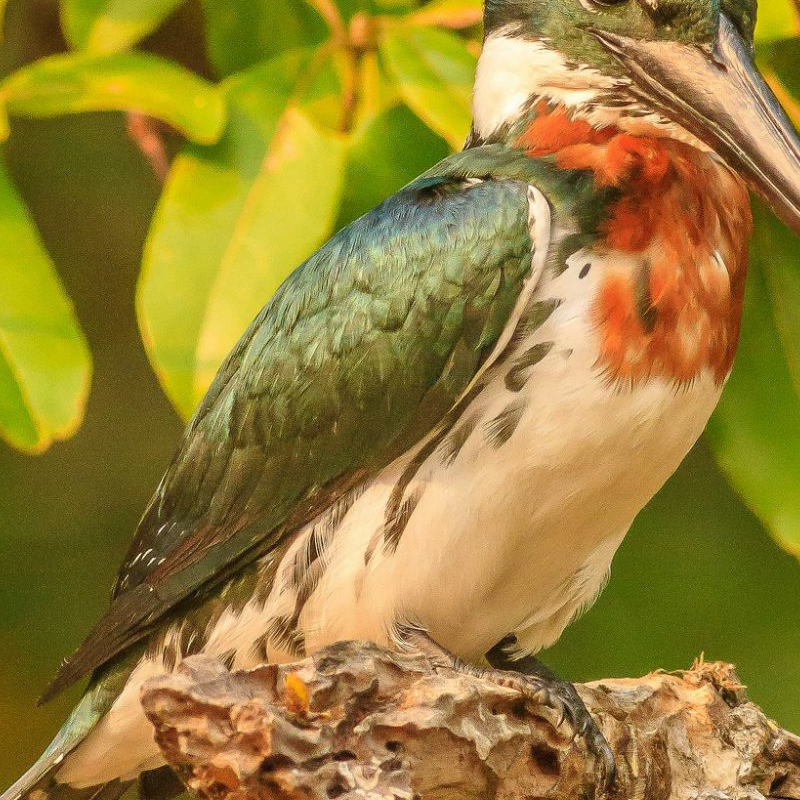 Pantanal