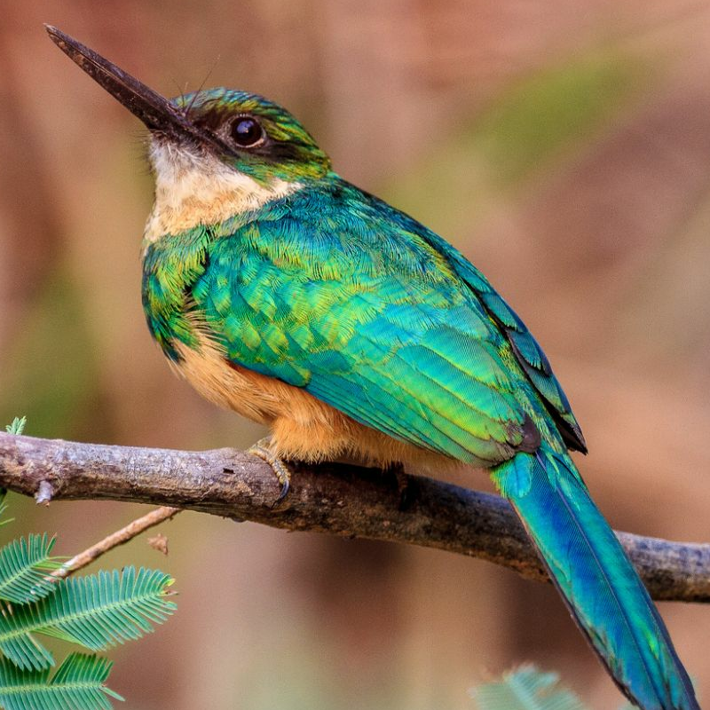 Pantanal