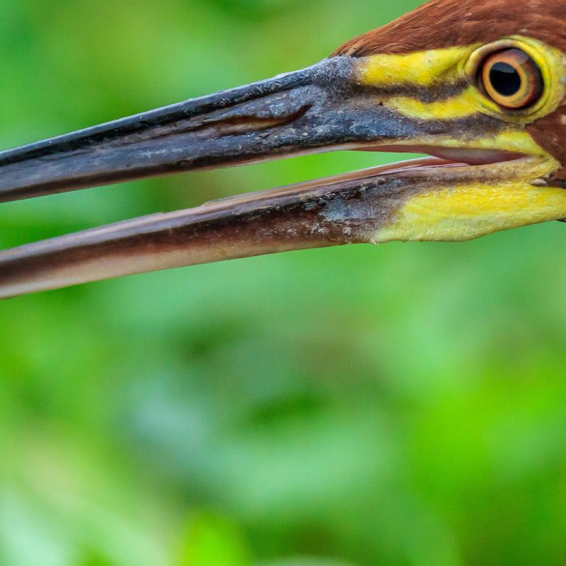 Pantanal