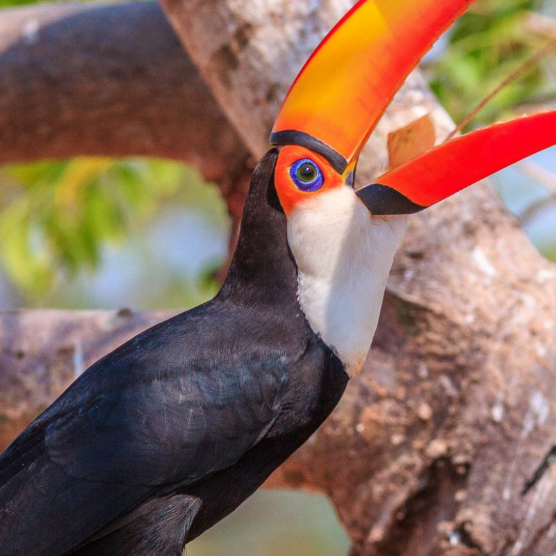 Pantanal
