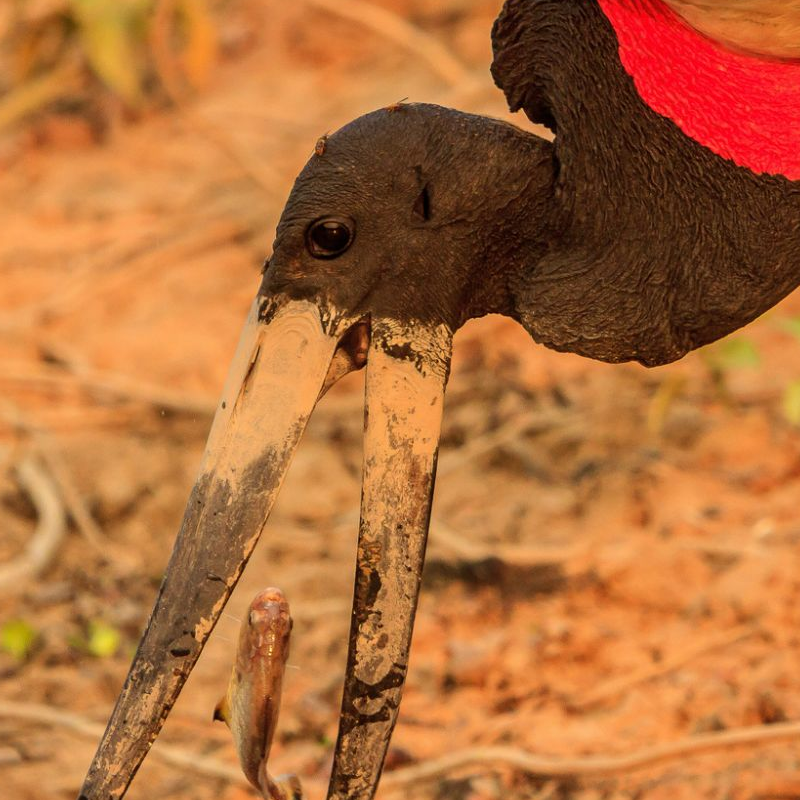 Pantanal