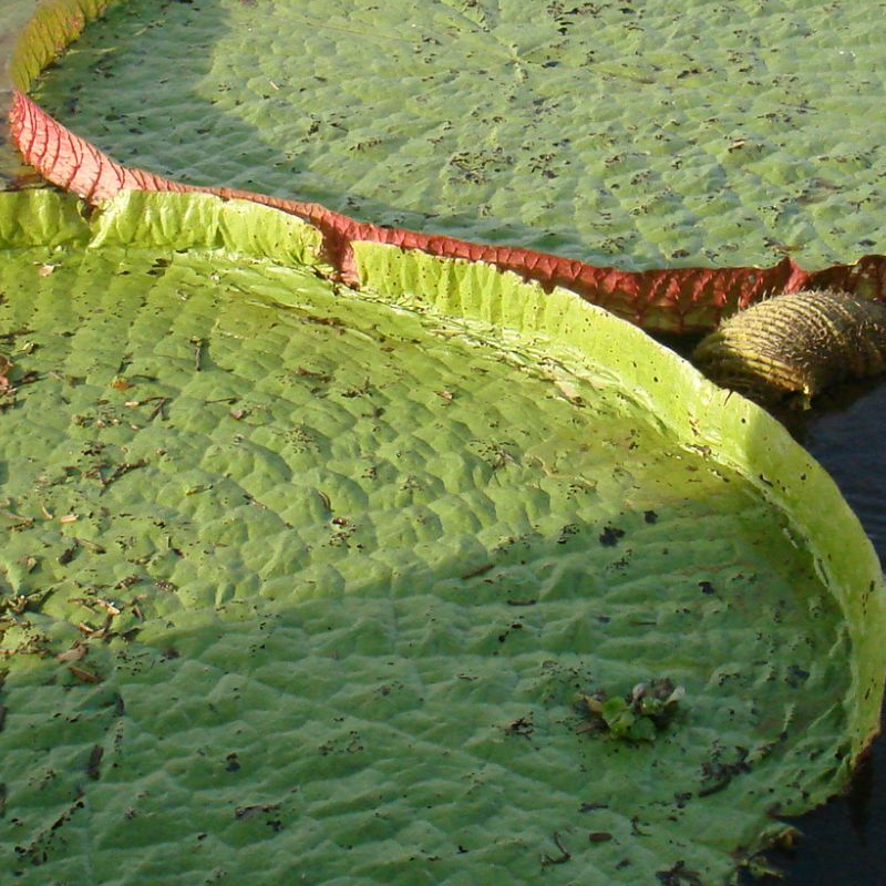 Pantanal