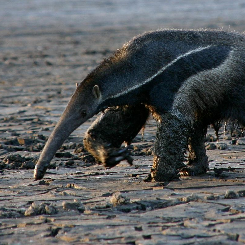 Pantanal