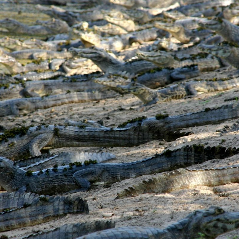 Pantanal