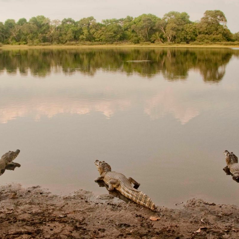 Pantanal