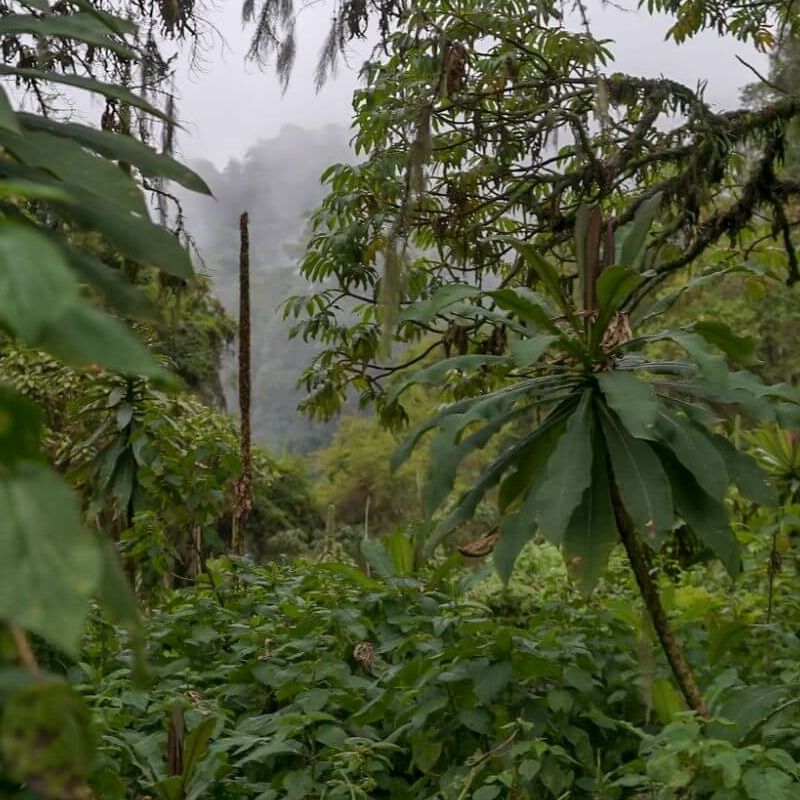 Parc national des volcans