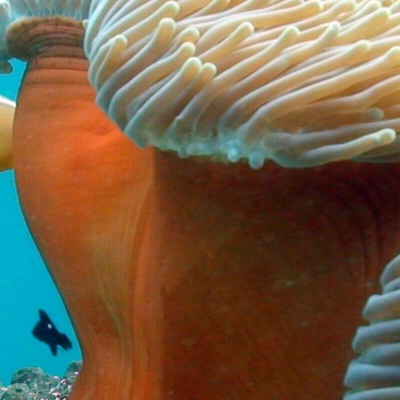 Pemba Island