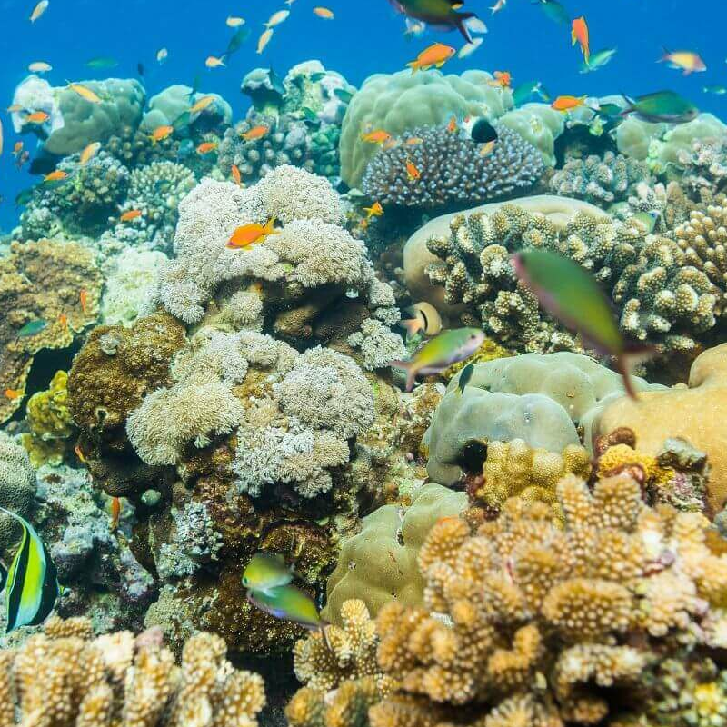 Pemba Island