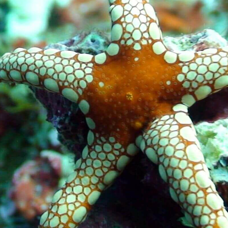 Pemba Island