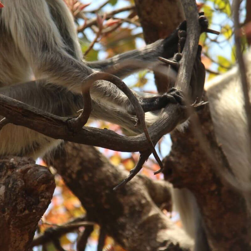 Pench Nationalpark